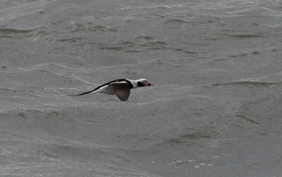 Long-tailed Duck - ML146065881