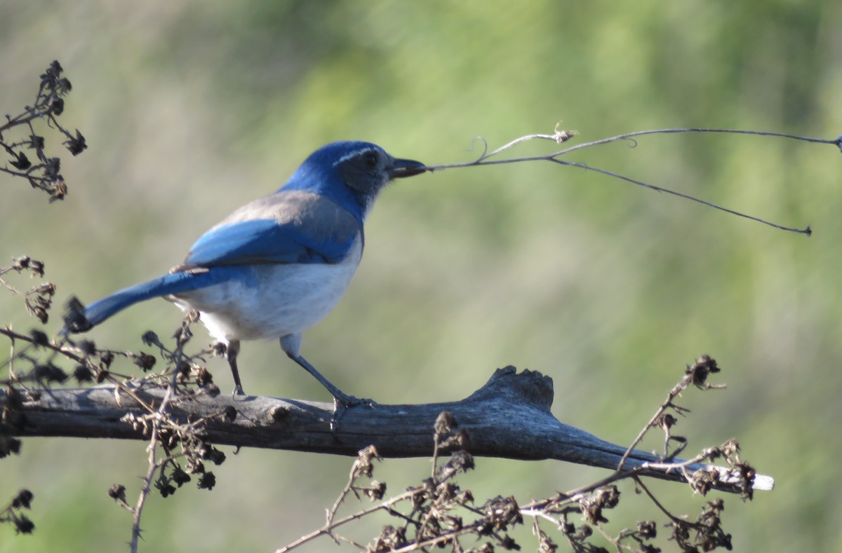 California Scrub-Jay - ML146066041