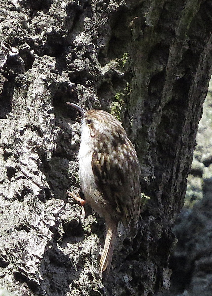treecreeper sp. - Caitlin Conn