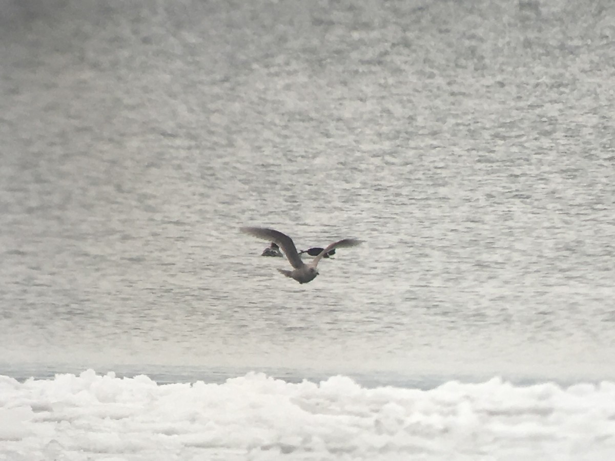 Iceland Gull (thayeri/kumlieni) - Marshall Iliff