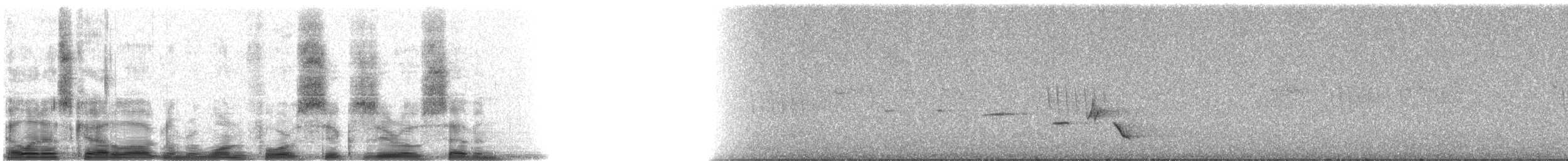 Gray-bellied Tesia - ML14607