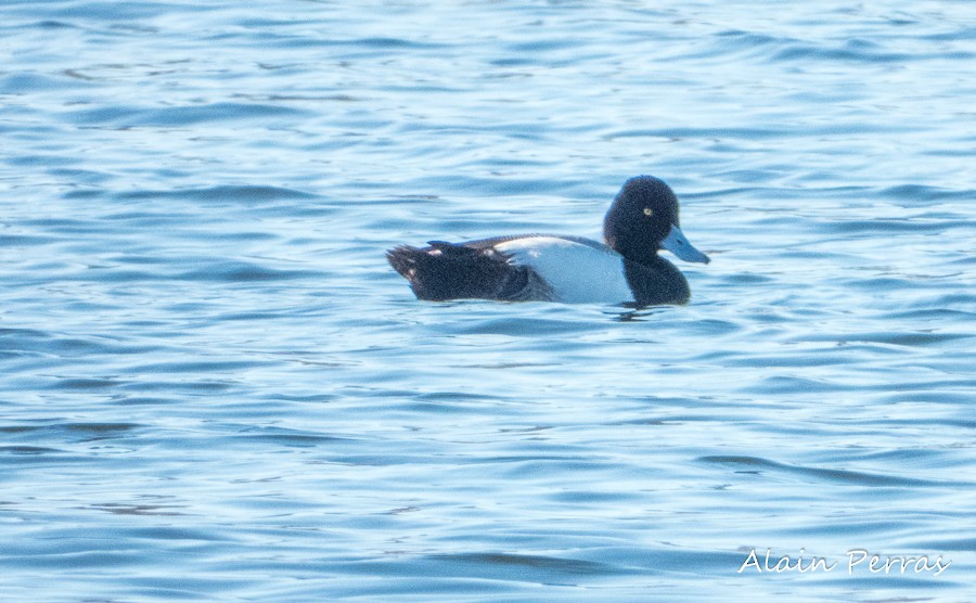 polák vlnkovaný - ML146070661