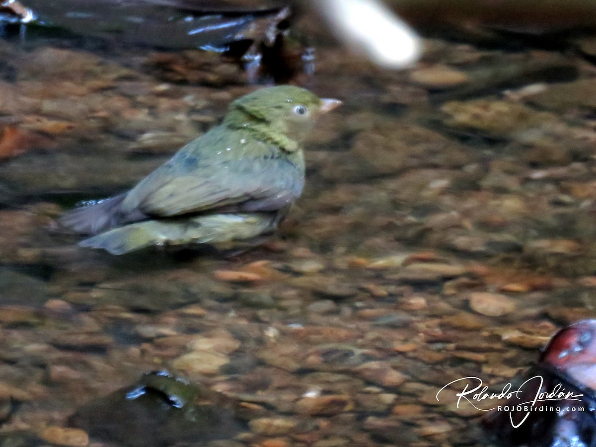 Red-capped Manakin - Rolando Jordan