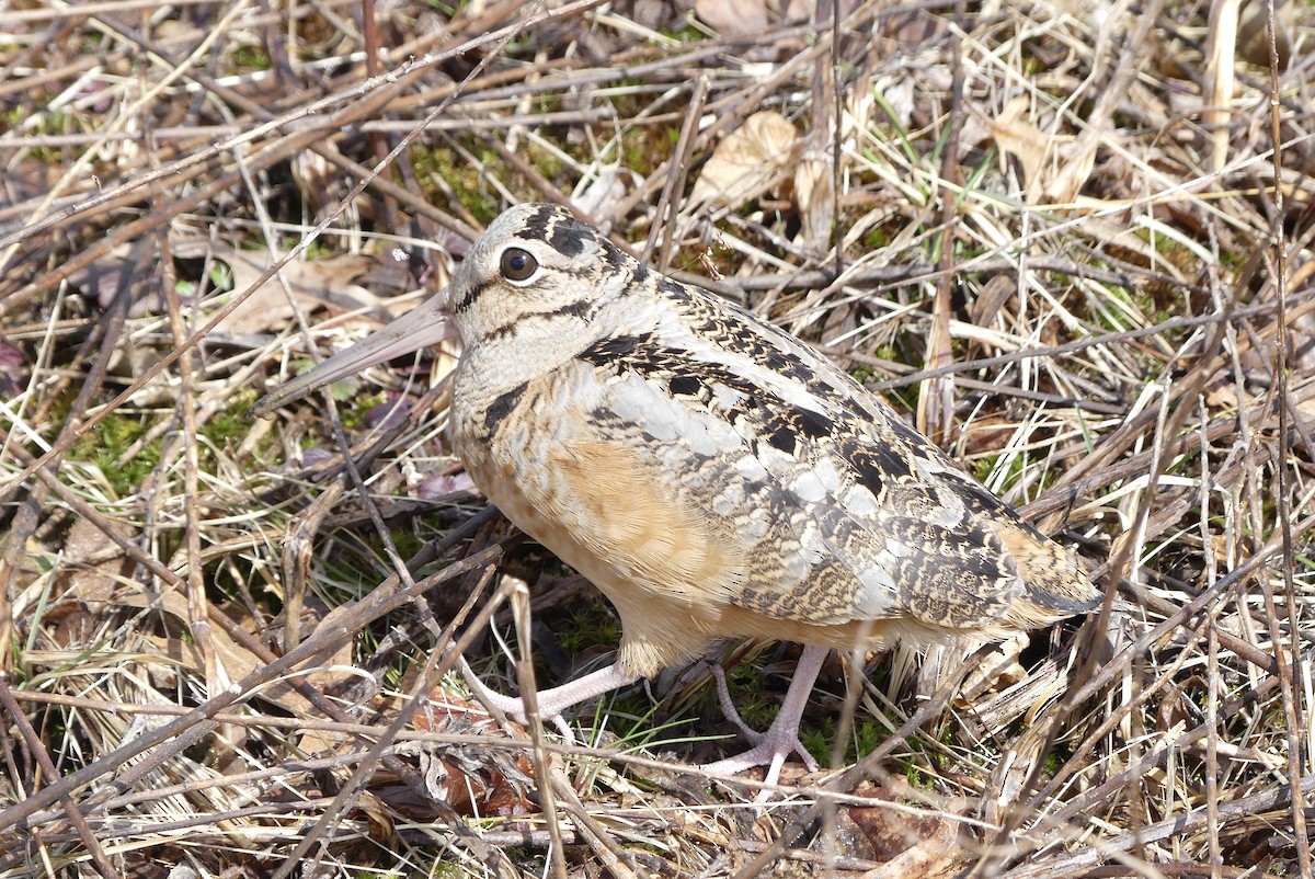 American Woodcock - ML146074801