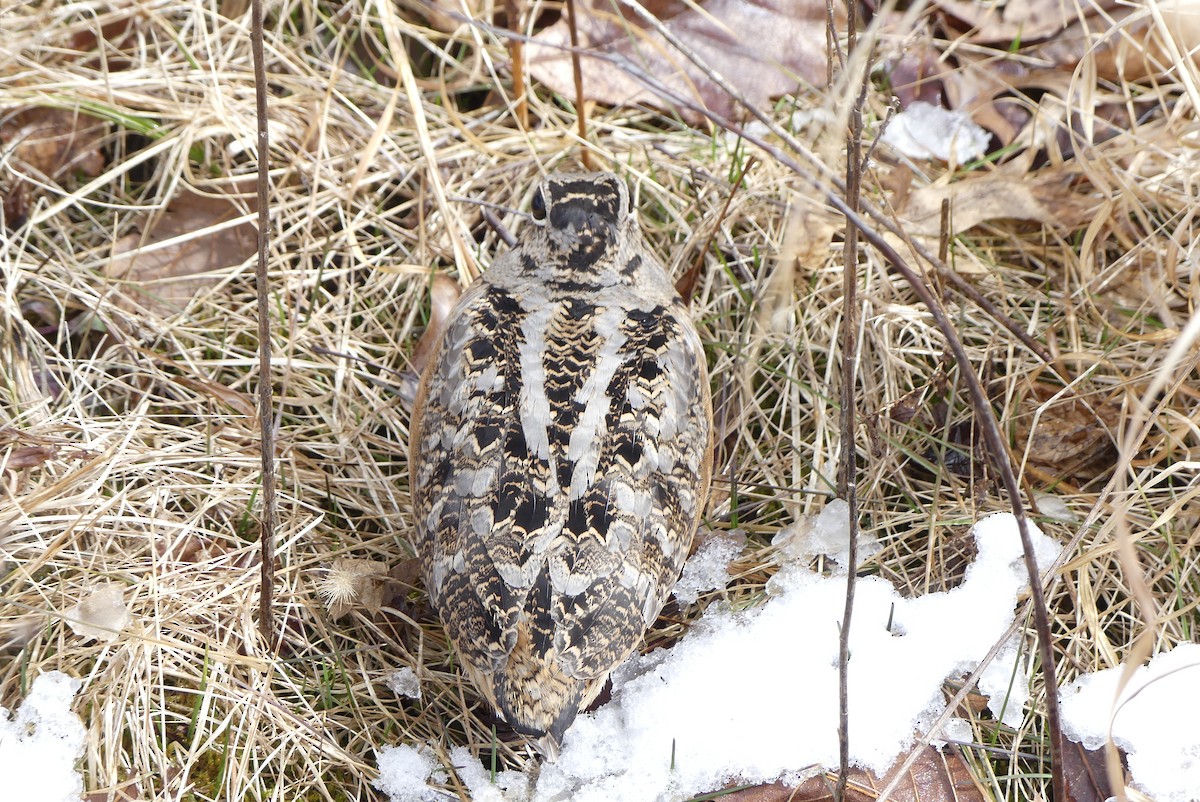 American Woodcock - ML146074821