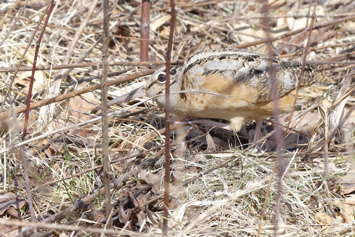 American Woodcock - ML146074831