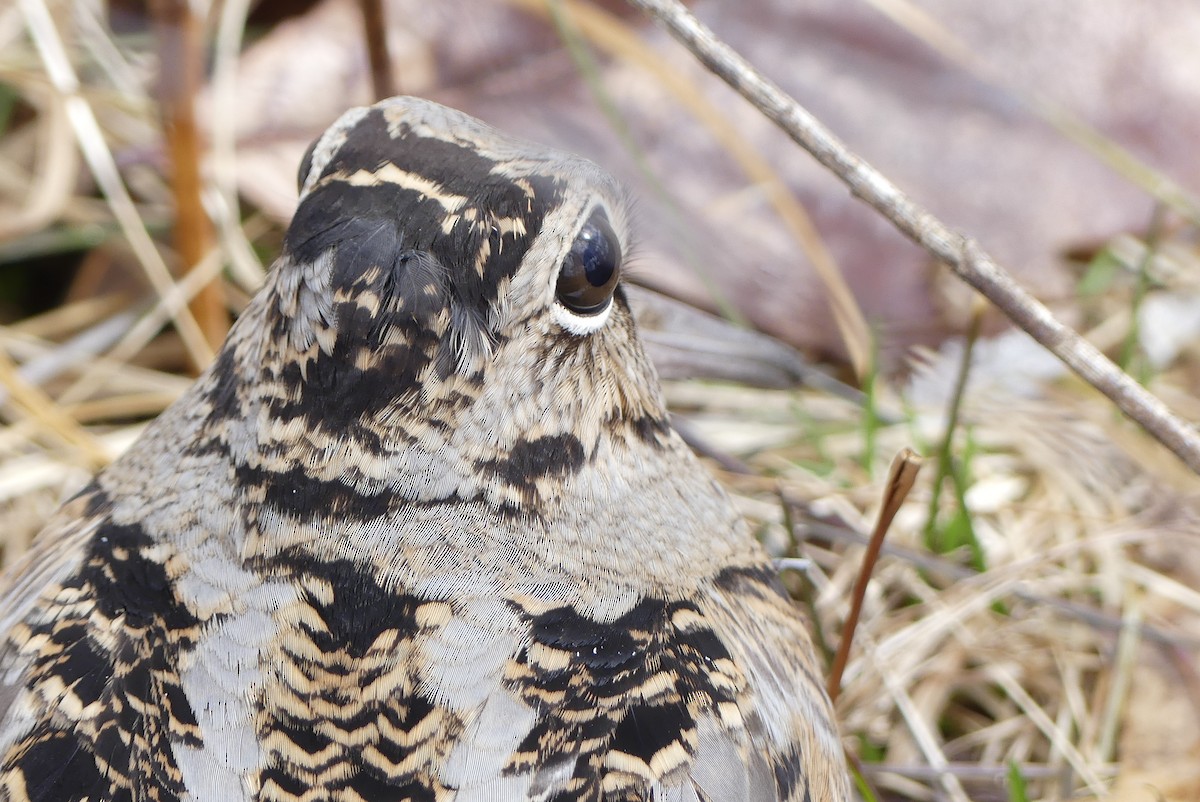 American Woodcock - ML146074841