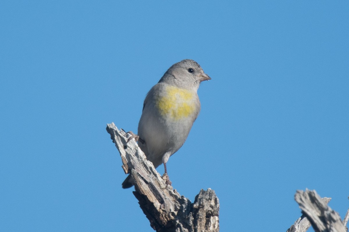 Чиж масковий - ML146075611