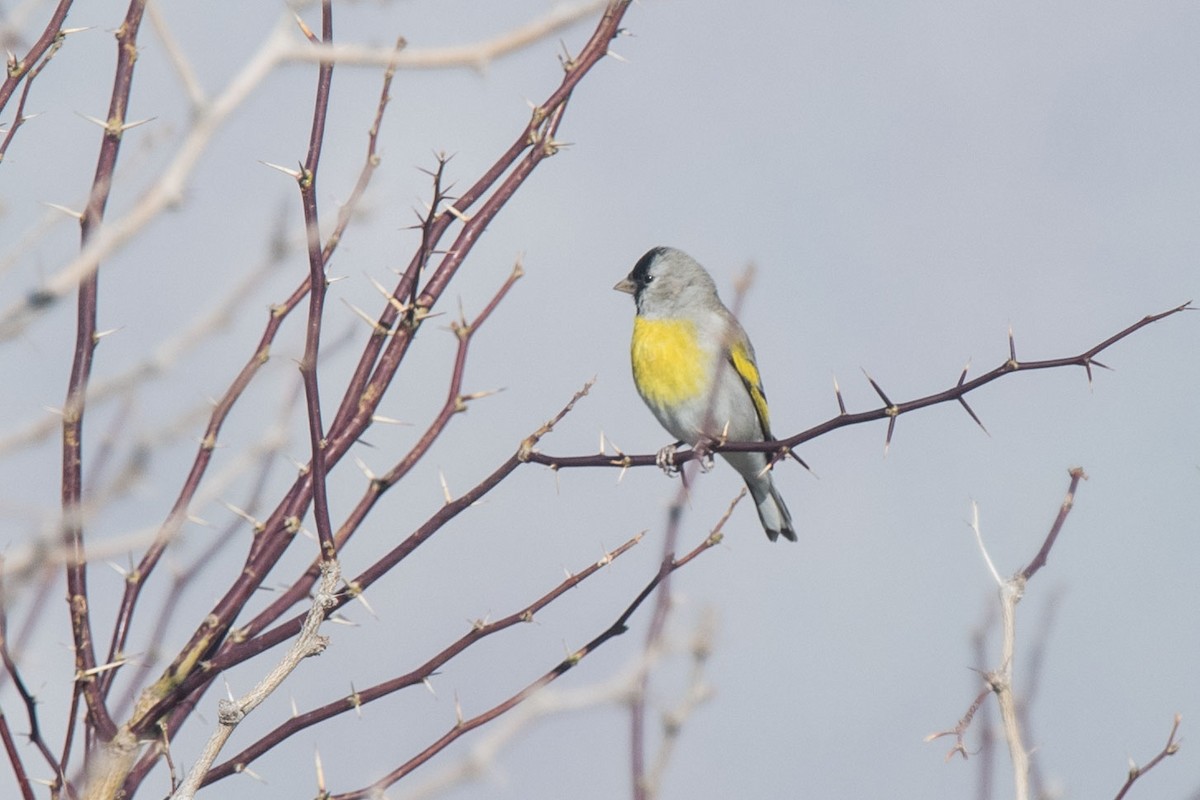 Чиж масковий - ML146075621