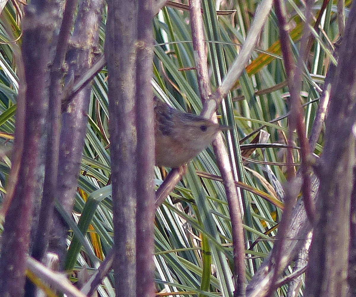 Sedge Wren - ML146076411