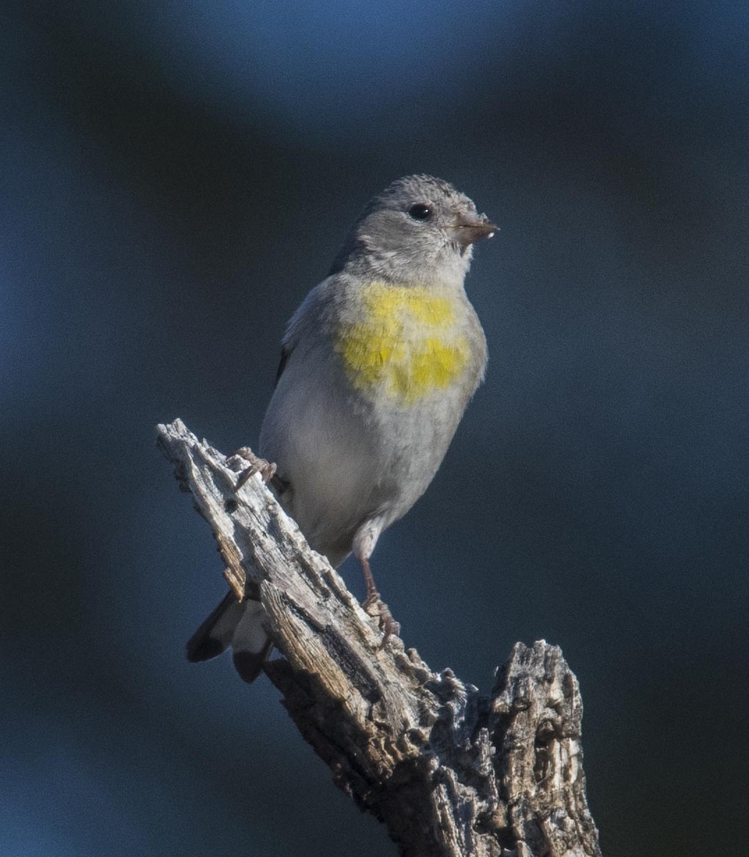 Чиж масковий - ML146076971