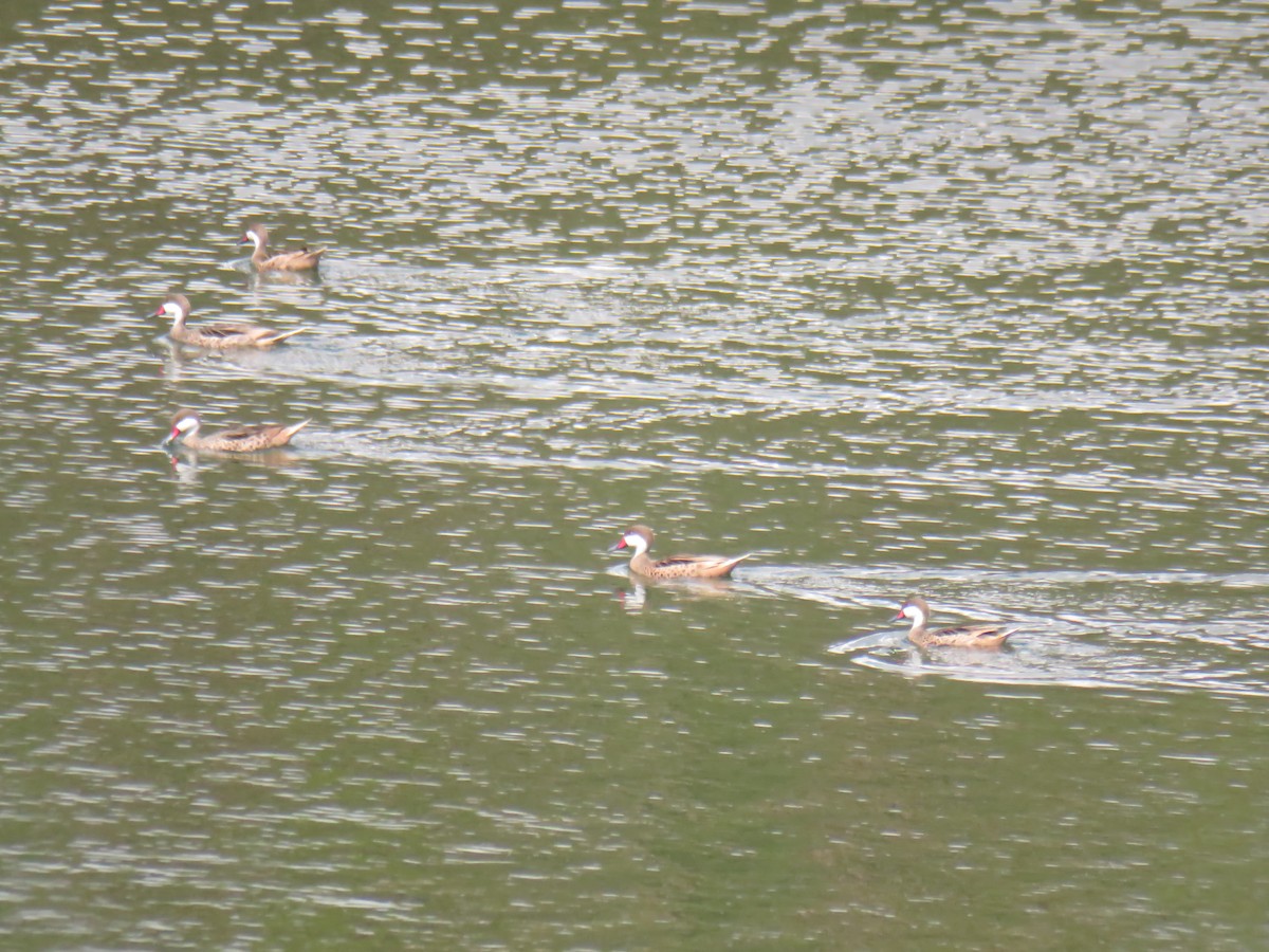 White-cheeked Pintail - ML146078881