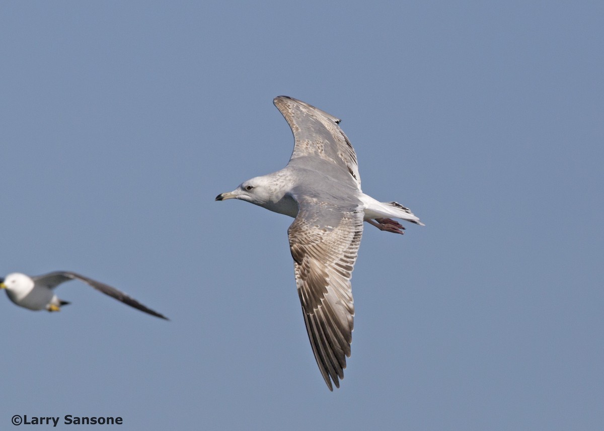 Herring Gull (Mongolian) - ML146079521