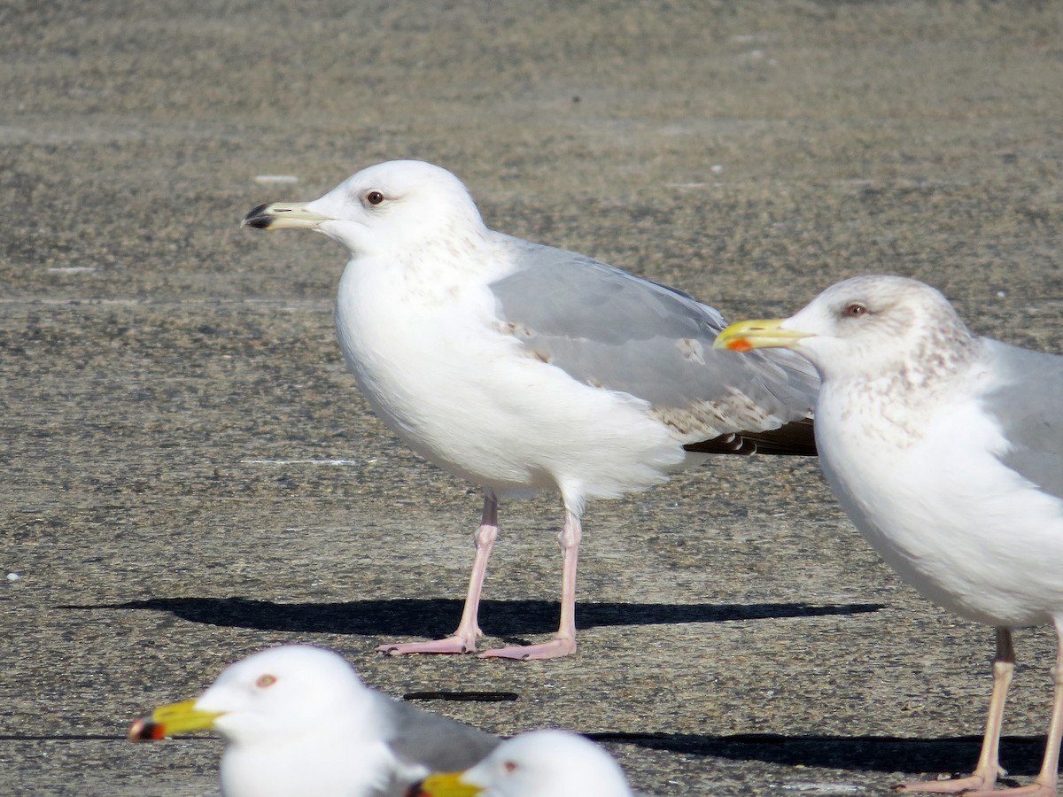 Herring Gull (Mongolian) - ML146080401