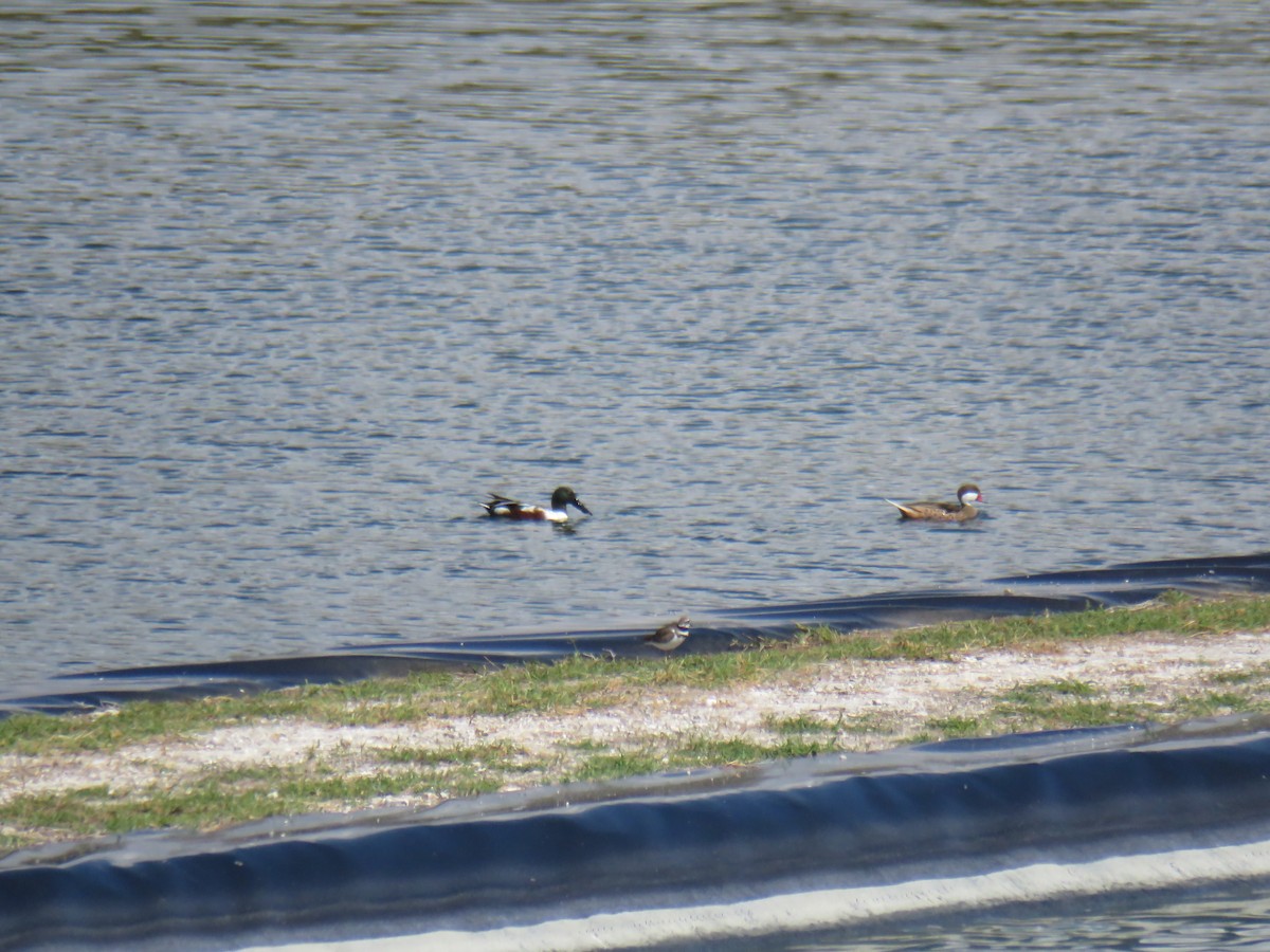 Northern Shoveler - Bryan Henson