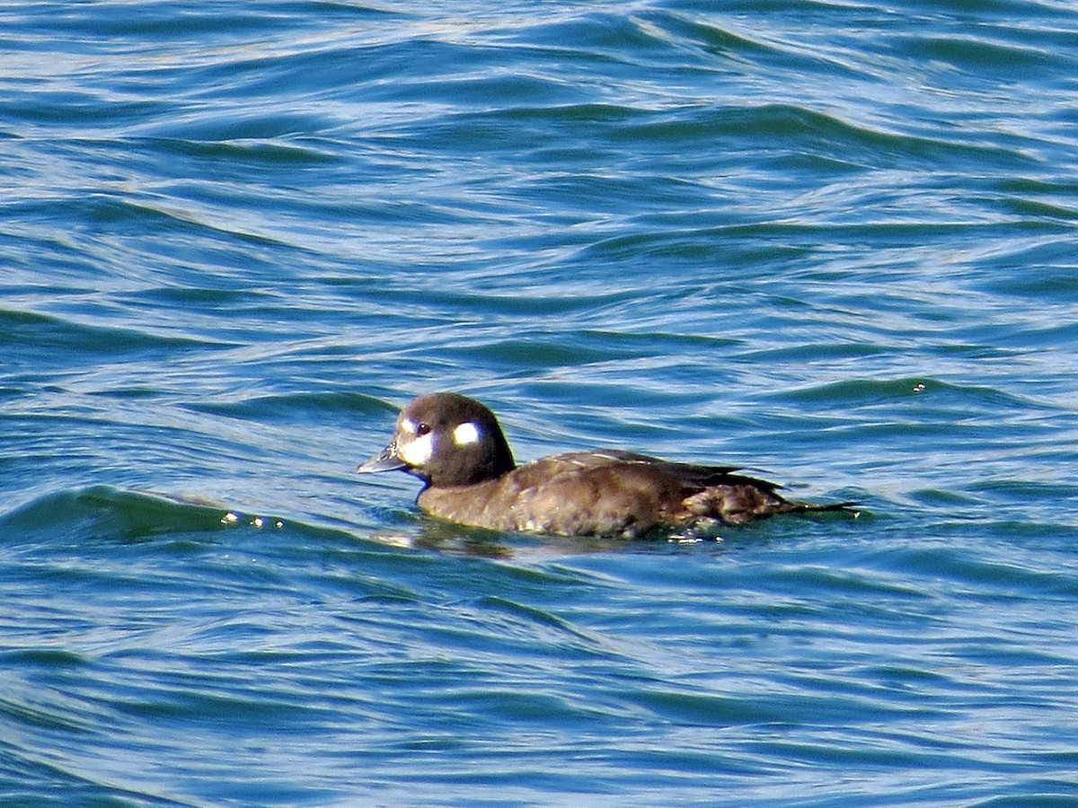 Harlequin Duck - ML146081271