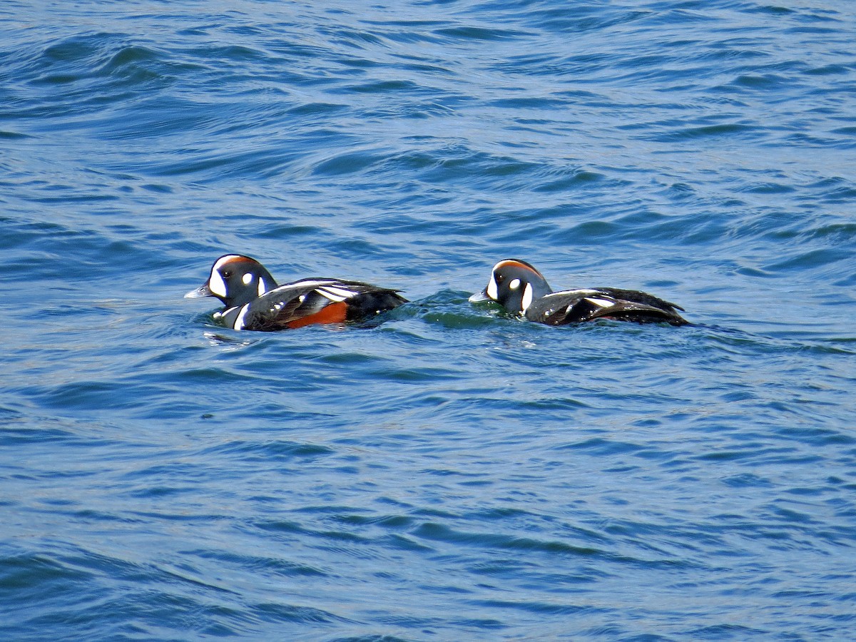 Harlequin Duck - ML146081281