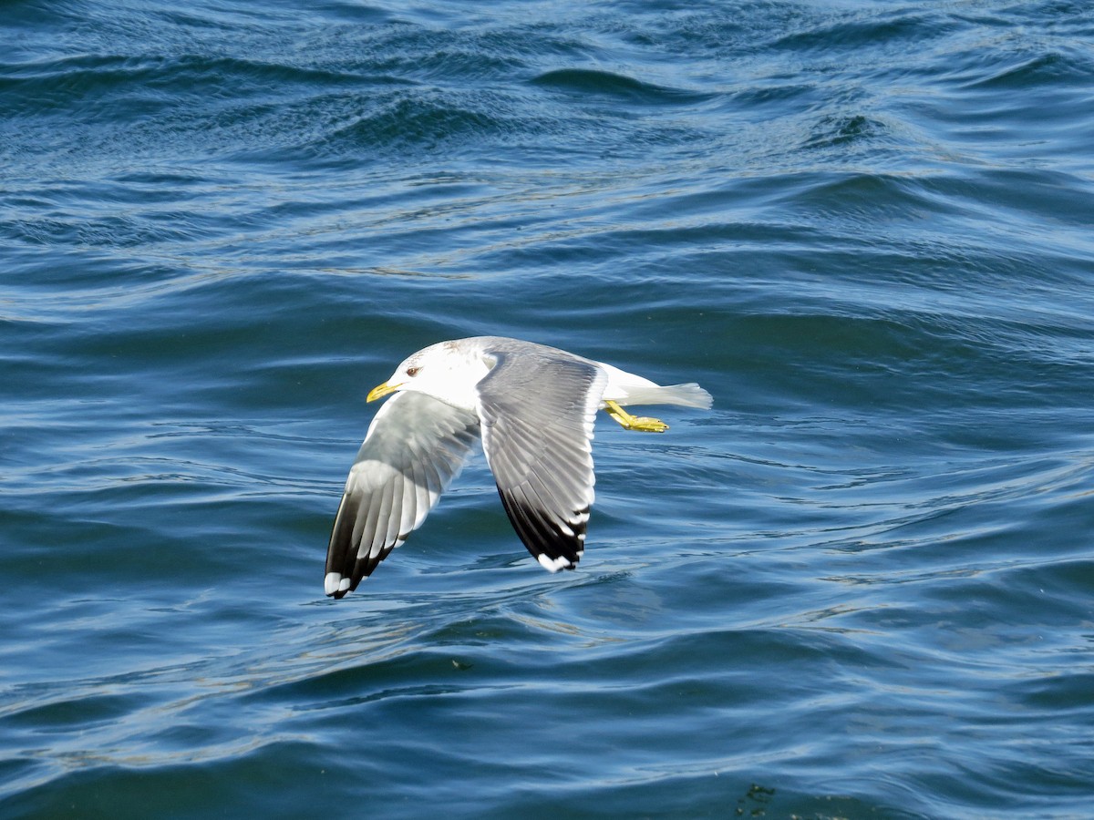 Common Gull (Kamchatka) - ML146081561