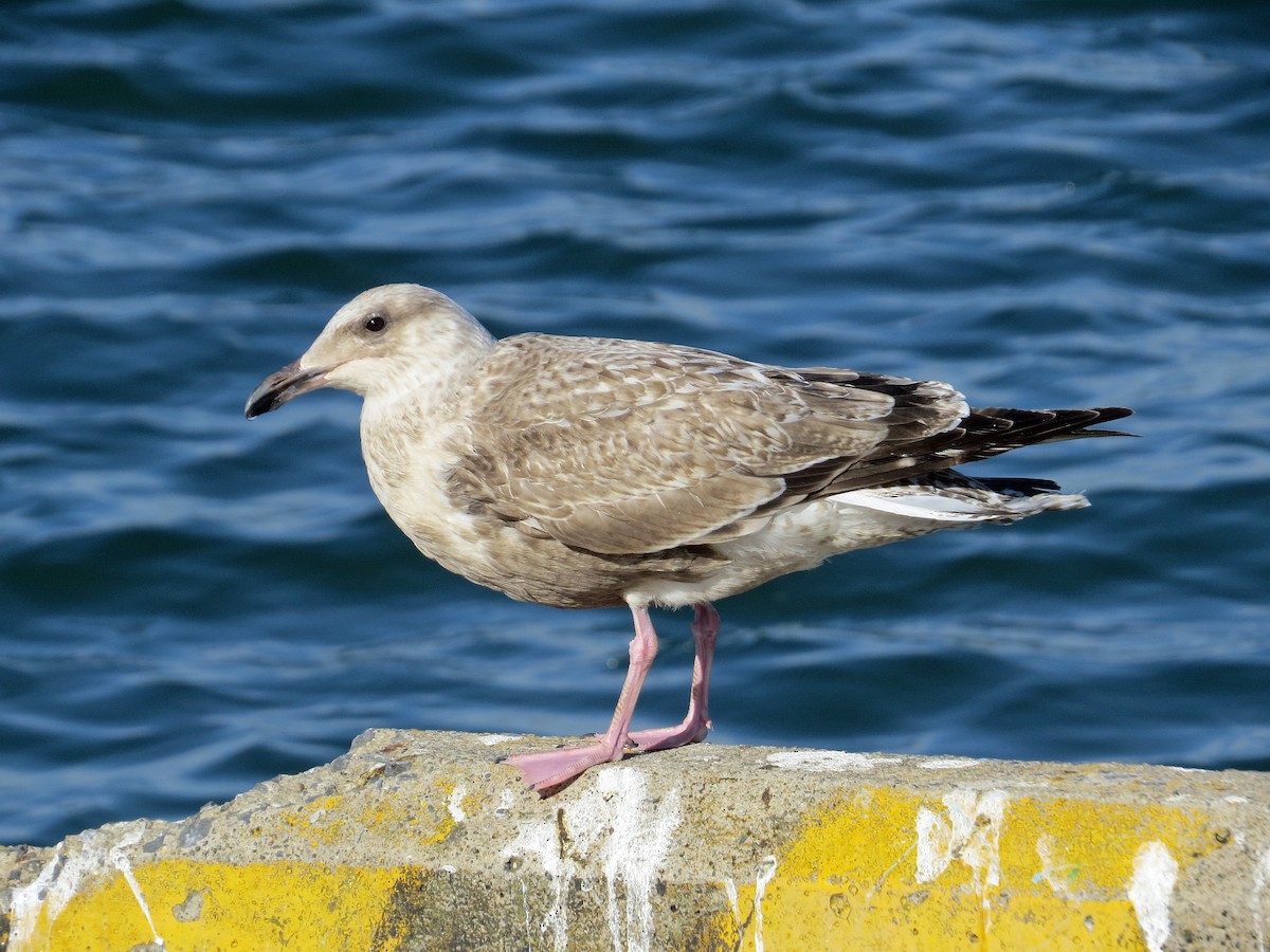 Slaty-backed Gull - ML146081691