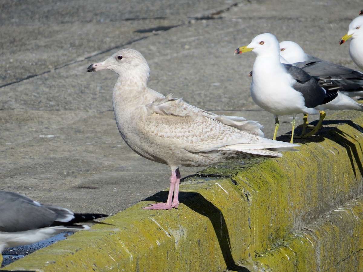 Glaucous Gull - ML146081921