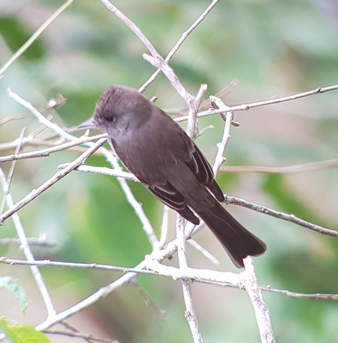 Northern Tropical Pewee - ML146082861