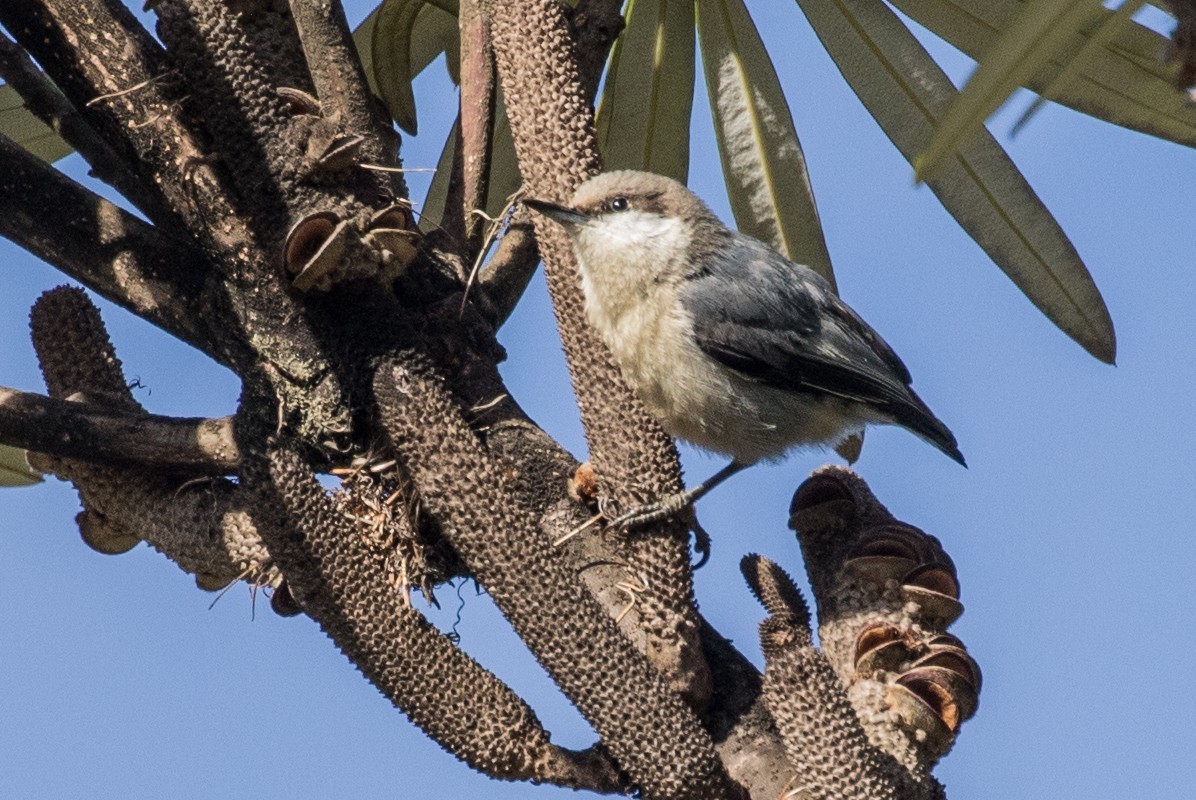 Pygmy Nuthatch - Roger Adamson