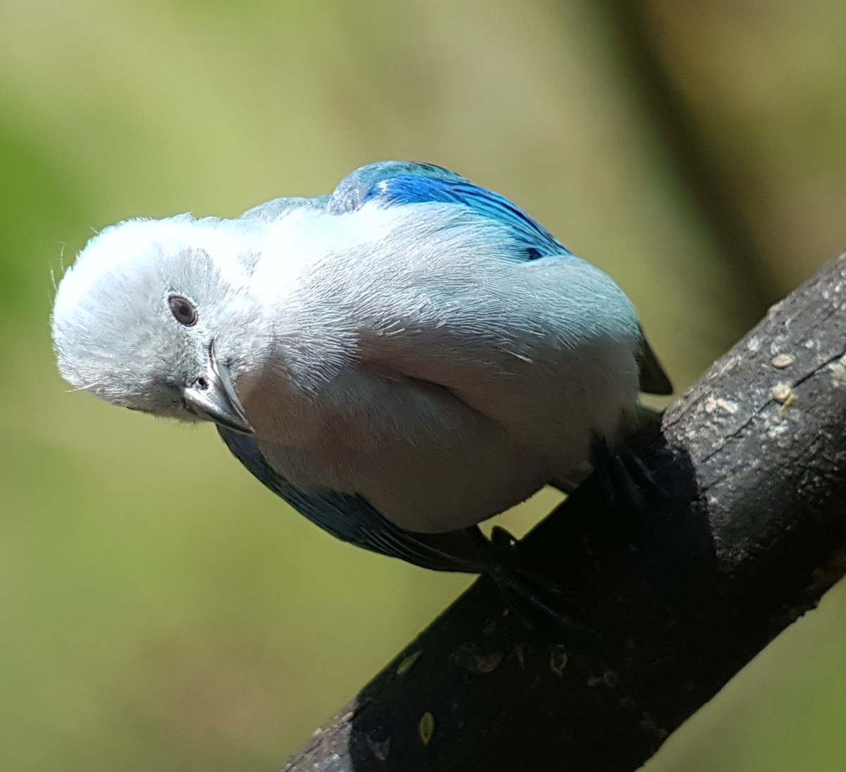 Blue-gray Tanager - ML146083111
