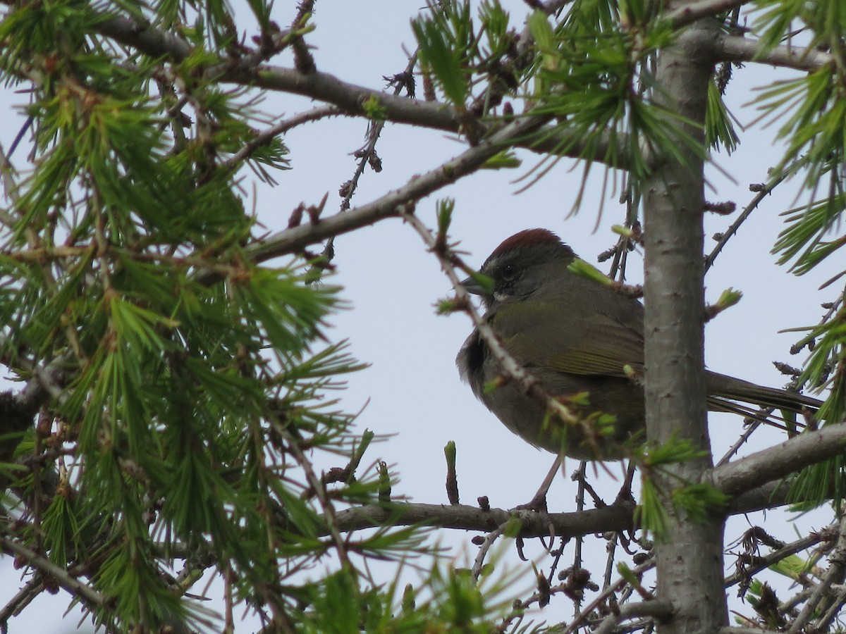 Green-tailed Towhee - ML146083151