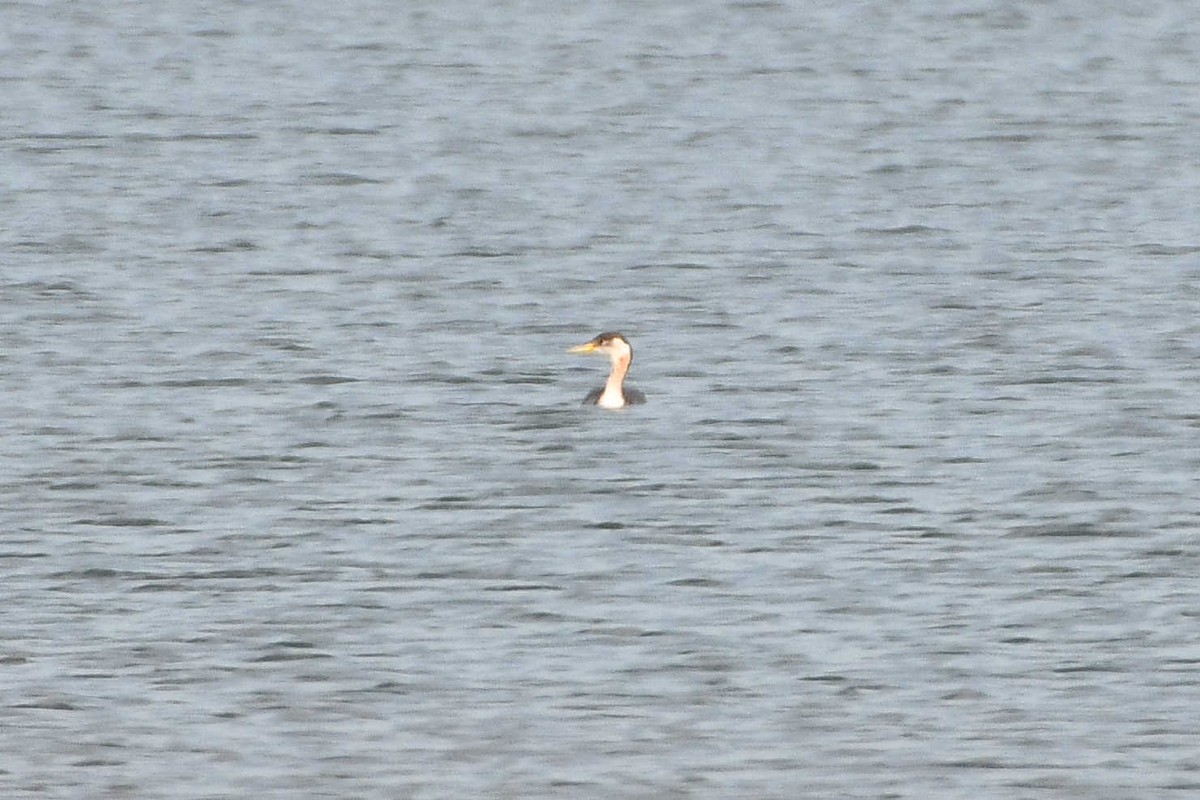 Red-necked Grebe - ML146085781