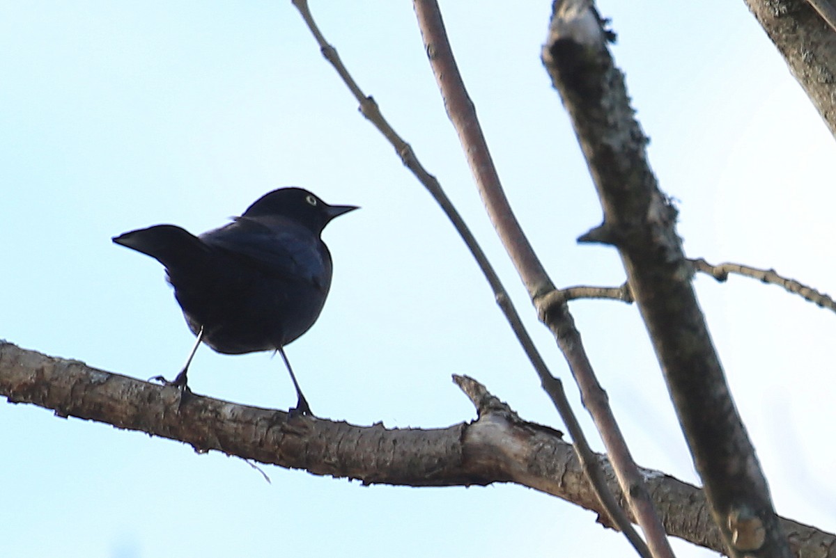 Rusty Blackbird - ML146085791