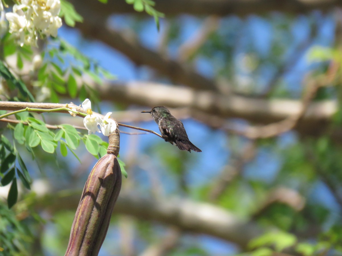 Vervain Hummingbird - ML146086011