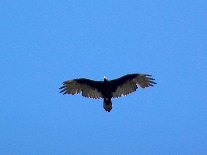 Turkey Vulture - ML146086851