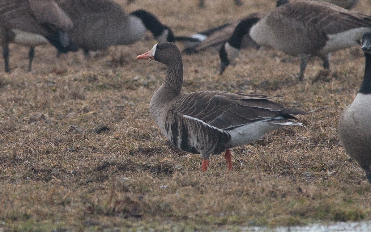 Greater White-fronted Goose - Joel Strong