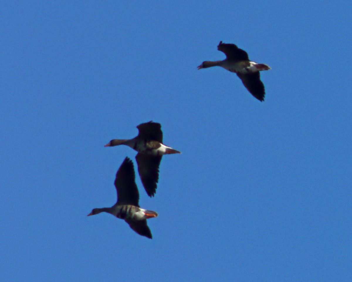 Greater White-fronted Goose - Dennis McNeill