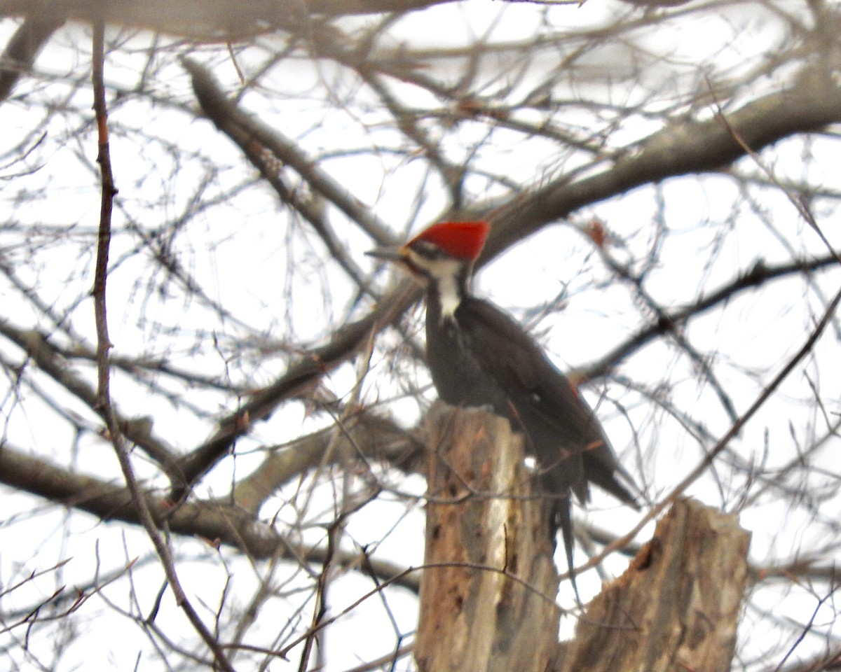 Pileated Woodpecker - ML146088181