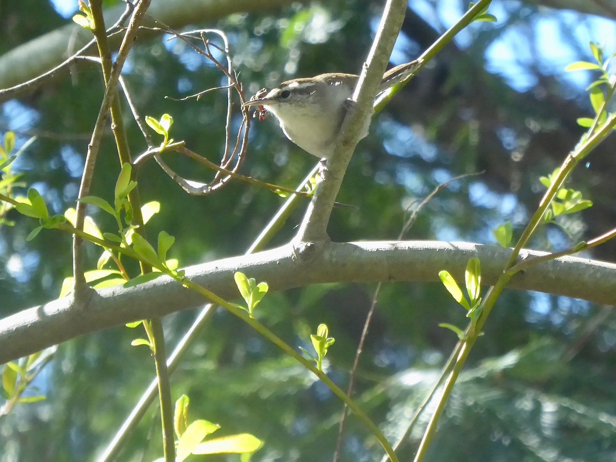 Bewick's Wren - ML146089831