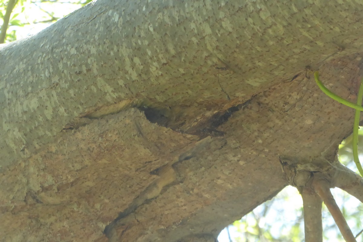 Bewick's Wren - ML146089841