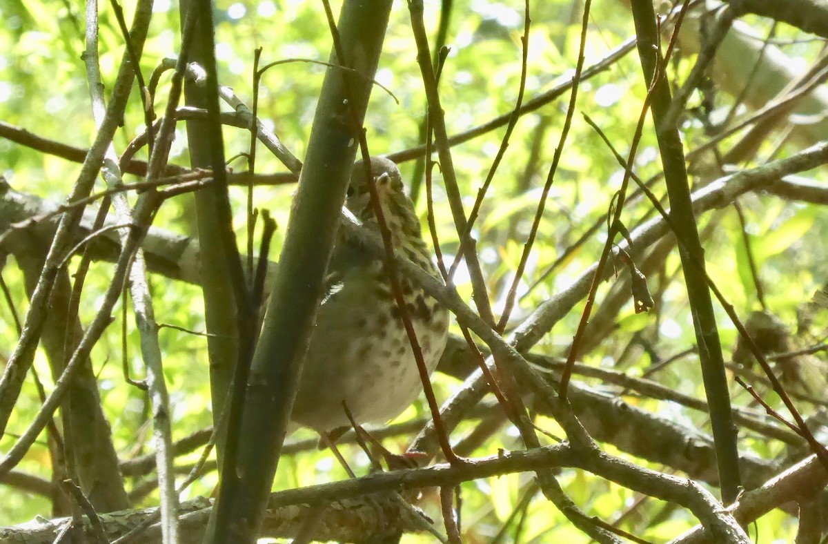 Hermit Thrush - ML146090521