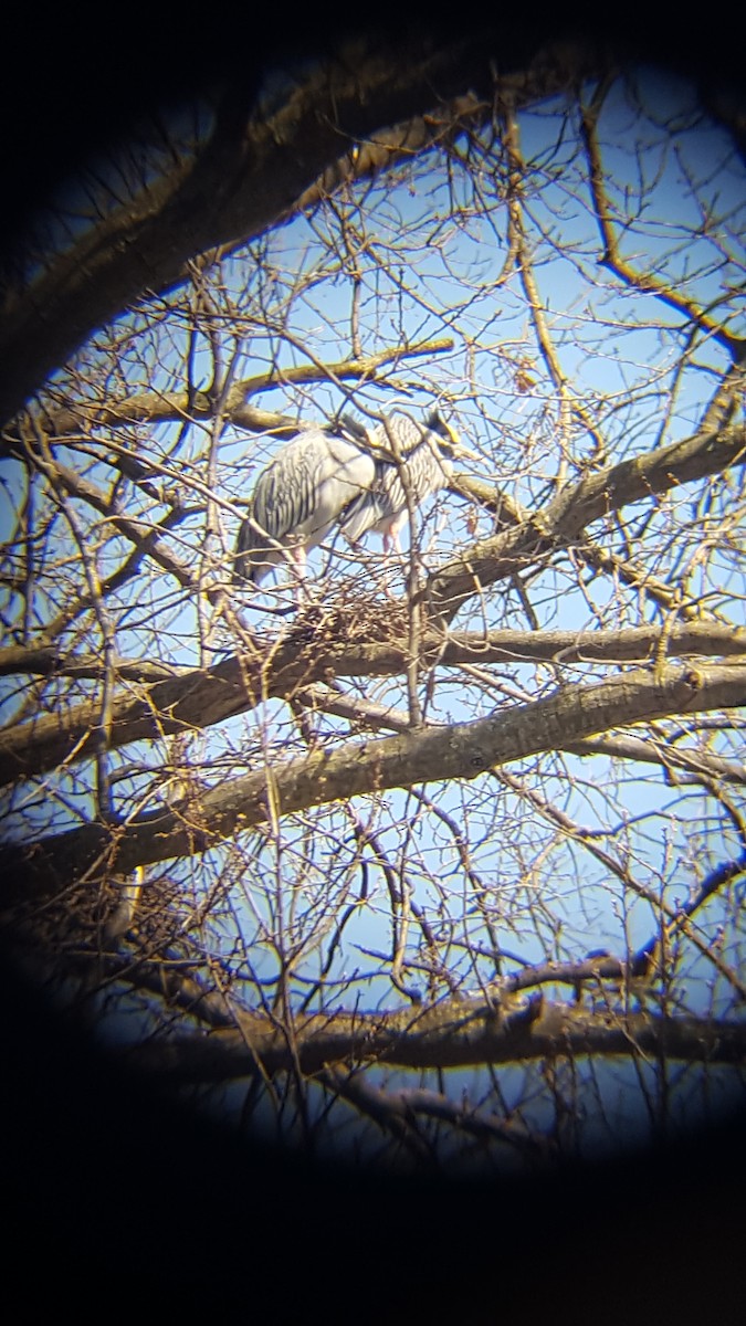 Yellow-crowned Night Heron - Lea Shortt