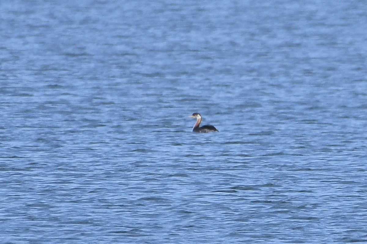 Red-necked Grebe - ML146091441