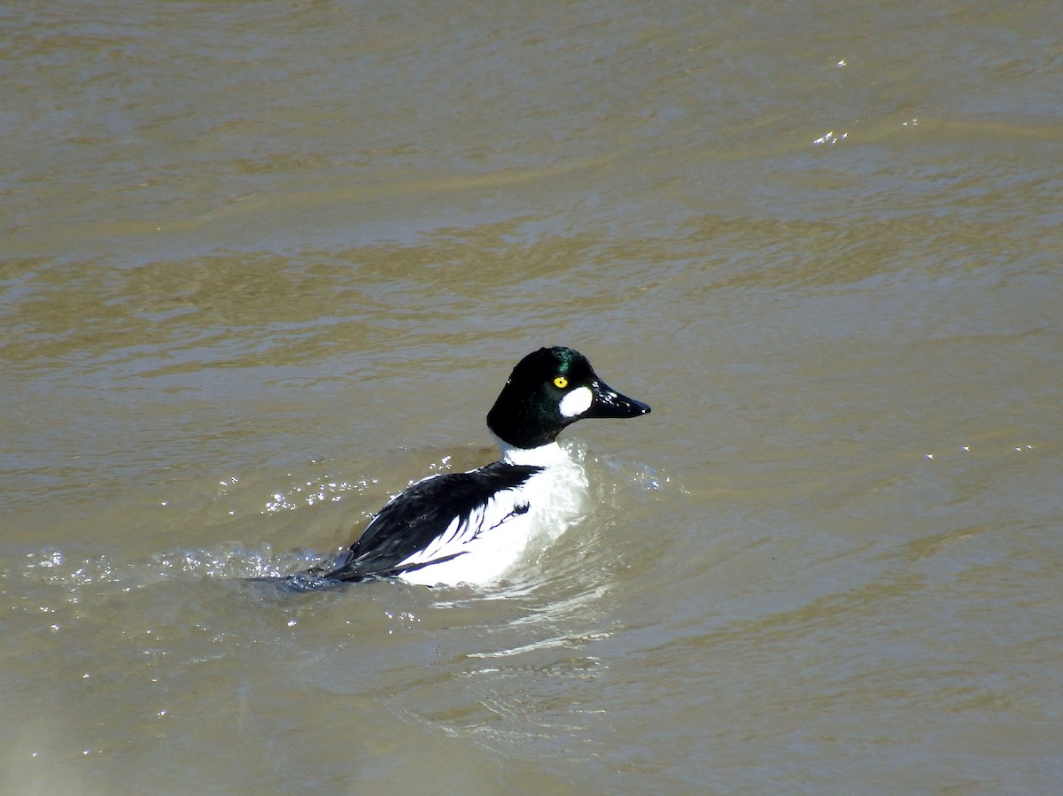 Common Goldeneye - Rene Laubach