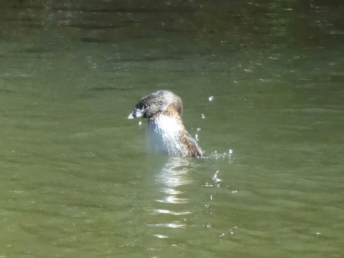 Pied-billed Grebe - ML146091841