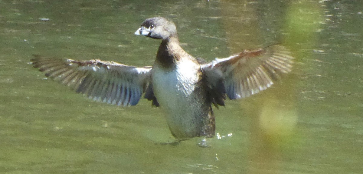 Pied-billed Grebe - ML146091851