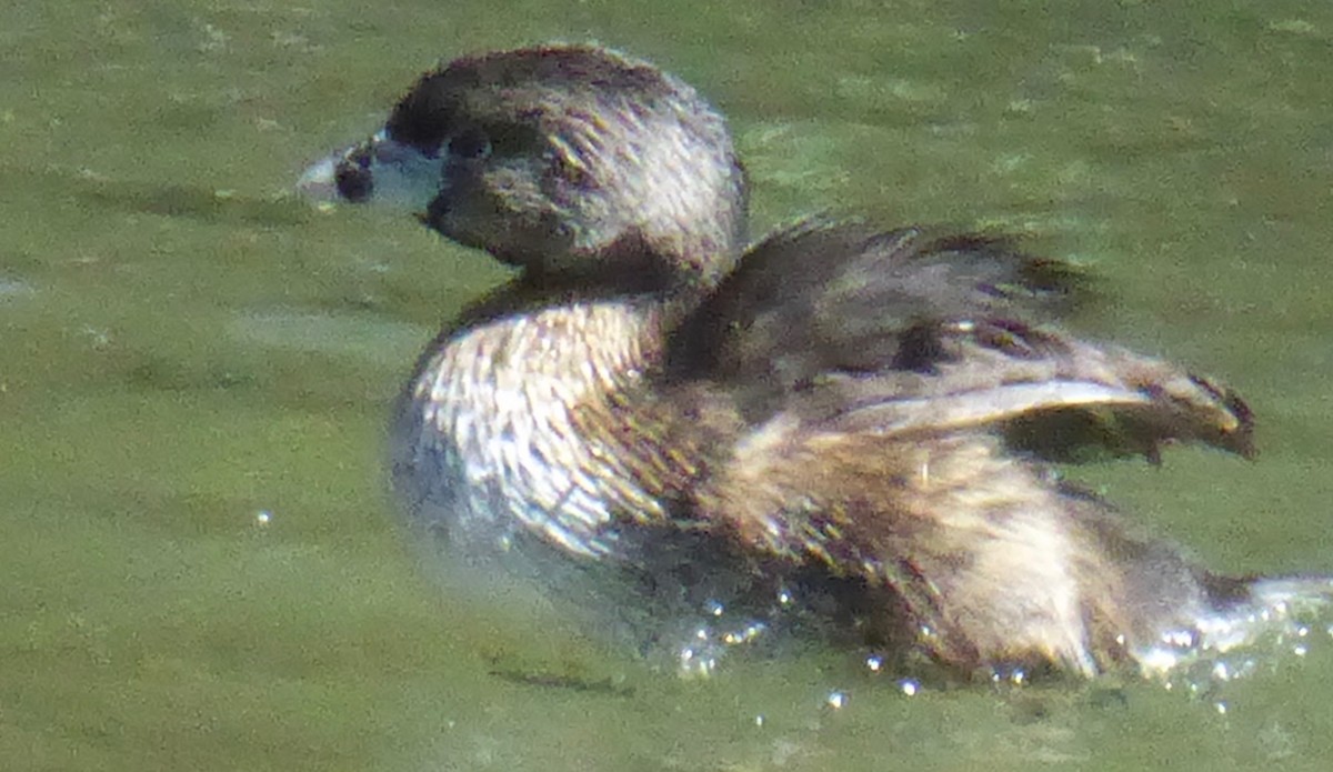 Pied-billed Grebe - ML146092061