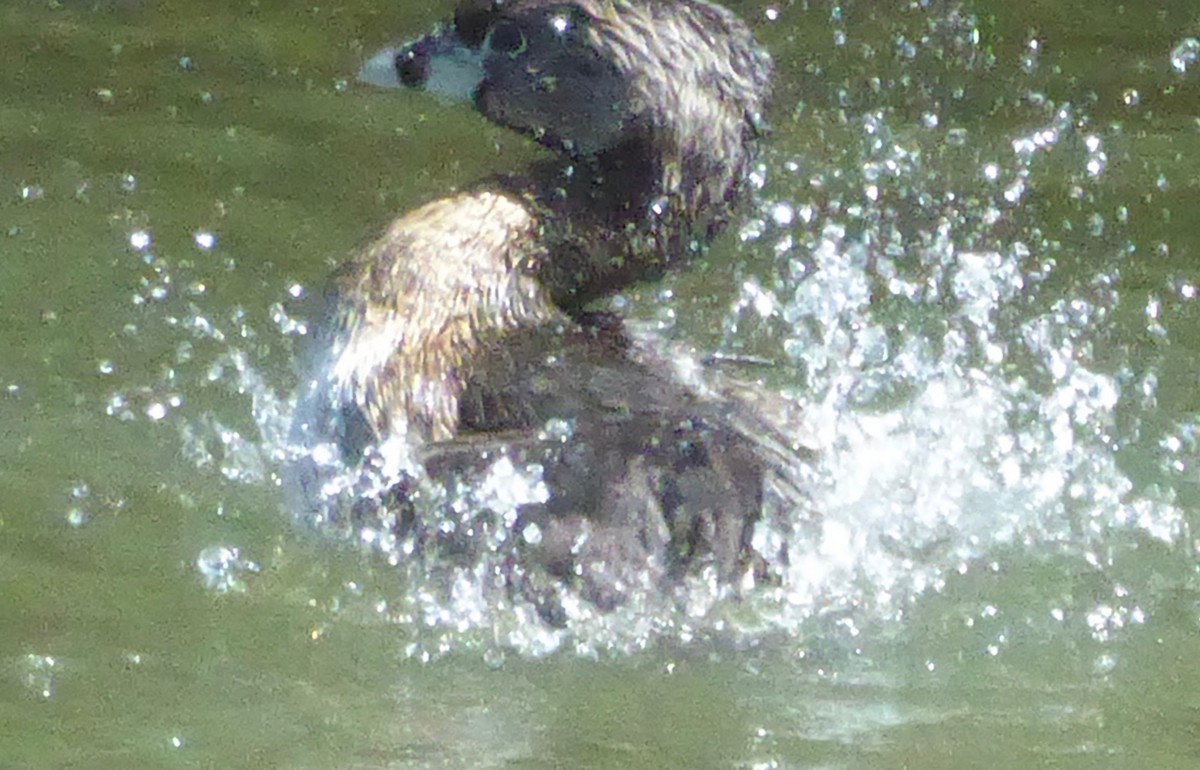 Pied-billed Grebe - ML146092071