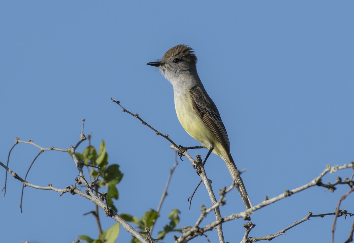 Yucatan Flycatcher - ML146093351