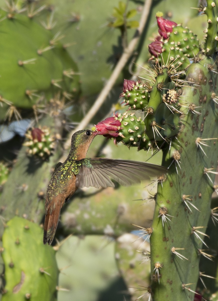 Cinnamon Hummingbird - ML146095541