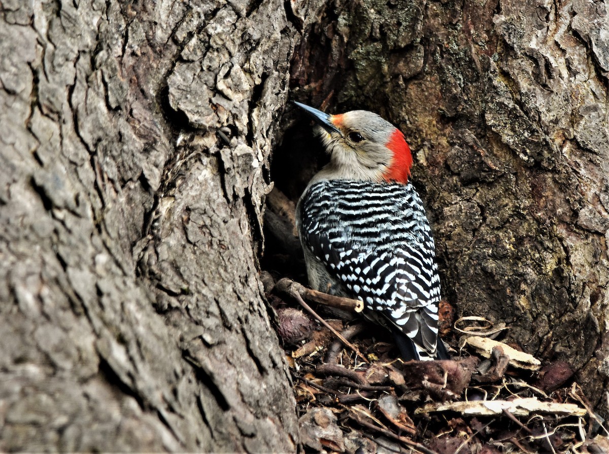 Red-bellied Woodpecker - Robert Lange