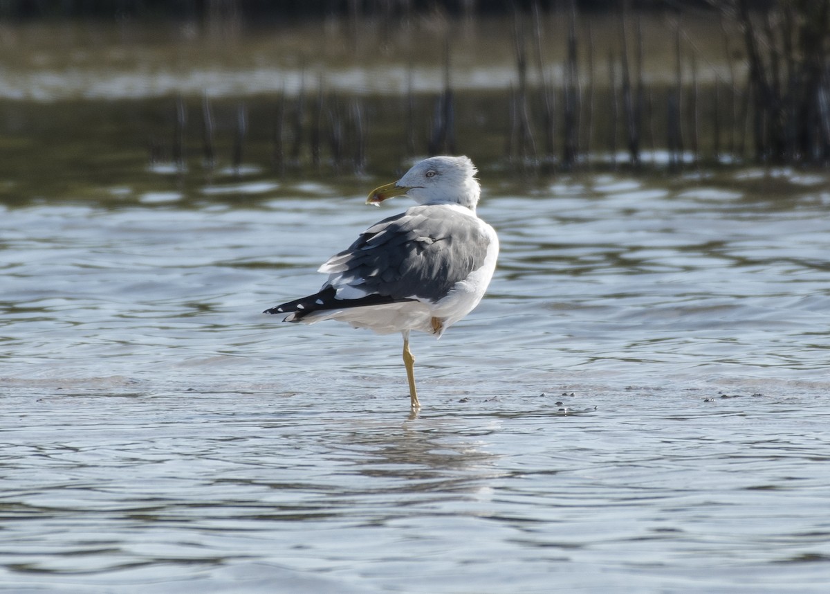 Lesser Black-backed Gull - ML146098981