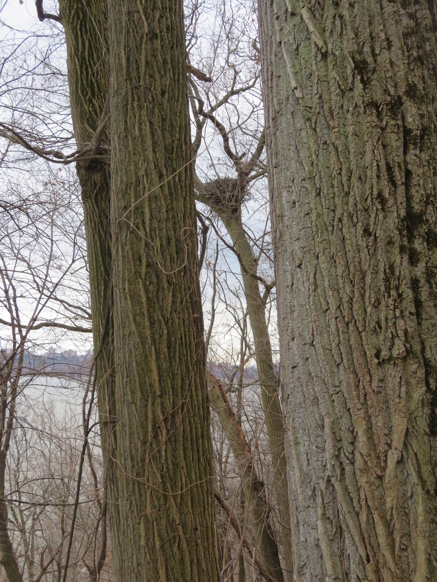 Bald Eagle - ML146099071